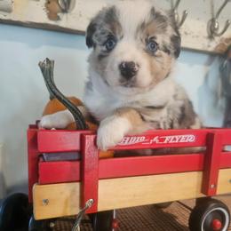 Cosmopolitan - Blue merle female Miniature American Shepherd puppy in New Providence, Pennsylvania from Tons of Kisses
