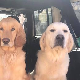 Golden Retrievers from Mountain Run Golden Retrievers