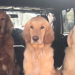 Golden Retrievers from Mountain Run Golden Retrievers