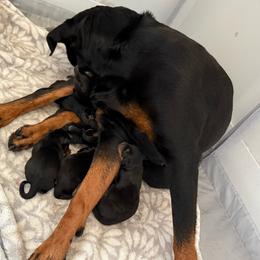 Orange - Black and rust female Rottweiler puppy in Eagle Mountain, Utah from Woolley Darlings