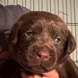 Grey Boy - Chocolate male Labrador Retriever puppy in Rock Hill, South Carolina from North Star Retrievers