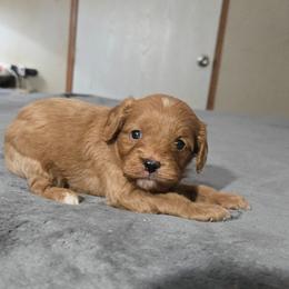 2 - Red male Cavapoo puppy in Copan, Oklahoma from Tatums cavapoos