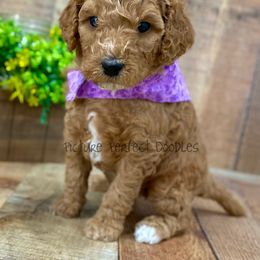 Goldendoodle and Poodle Puppies from Picture Perfect Doodles