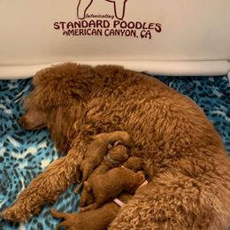 Poodle Puppies from Wine Country Reds