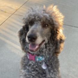 Goldendoodles and Poodles from Lanson’s Goldendoodles