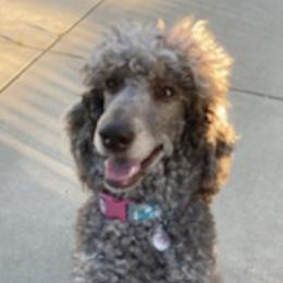 Goldendoodles and Poodles from Lanson’s Goldendoodles