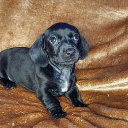 HELGA - Black female Dachshund puppy in Swink, Oklahoma from Palali Farm
