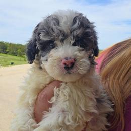 Betty - Blue merle female Aussiedoodle puppy in Galena, Illinois from Perry's doodles