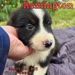 Remington - Black tri-color male Australian Shepherd puppy in Abilene, Texas from S&K Aussies N' Rotties