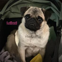 Leilani - Pug