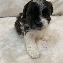 Assorted Doodle Crosses and Pekingese Puppies from Wild Flower Pekingese