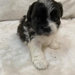 Assorted Doodle Crosses and Pekingese Puppies from Wild Flower Pekingese