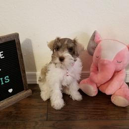 Miniature Schnauzer Puppies from Circle R Ranch