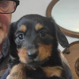 SADIE - Black and tan female Dachshund puppy in Fort Worth, Texas from Chadwick Farms Mini Dachshunds