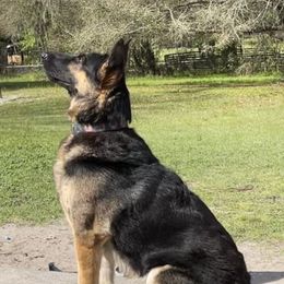 Odin - German Shepherd