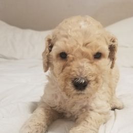 Poodle Puppies from S&L Missouri Standard Poodles LLC