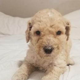 Poodle Puppies from S&L Missouri Standard Poodles LLC