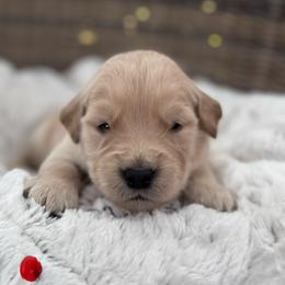 Red Boy - Golden male Golden Retriever puppy in Silver Lake, Indiana from Seven Hills Goldens