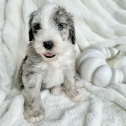 Old English Sheepdog and Sheepadoodle Puppies from The Great White Fluffalo