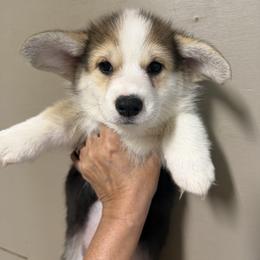 Purple Collar Female - Black and tan female Pembroke Welsh Corgi puppy in Victoria, Texas from Clear Creek Corgis