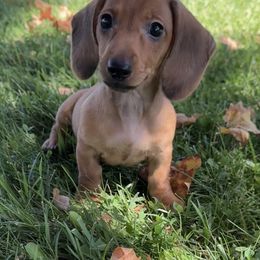 Bonnie - Red female Dachshund puppy in Moreno Valley, California from DeLorenzo Dachshunds