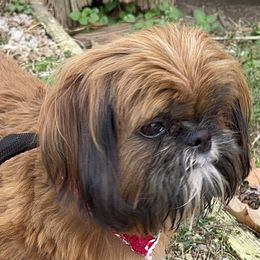 Zavvie - Shih Tzu