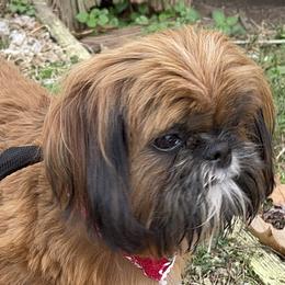 Zavvie - Shih Tzu