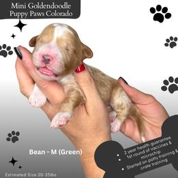 Bean - Apricot male Goldendoodle puppy in Fort Lupton, Colorado from Puppy Paws Colorado