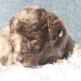 Aussiedoodle Puppies from Stephanie Taylor
