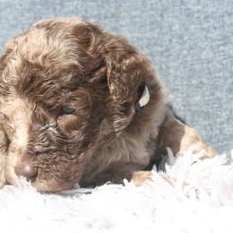 Aussiedoodle Puppies from Stephanie Taylor