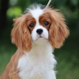 Cavalier King Charles Spaniel Puppies from Constantin Pups