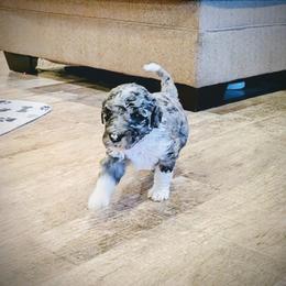 Taco - Blue merle male Aussiedoodle puppy in Yacolt, Washington from Aussiedoodles by Maggie