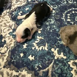 Girl 4 - Black tri female Miniature American Shepherd puppy in Tiskilwa, Illinois from First Harmony Farms