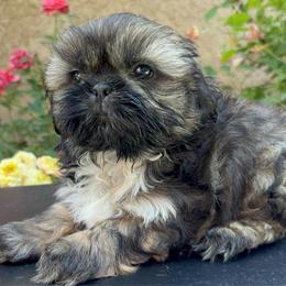 Twix - Brindle male Shih Tzu puppy in Fresno, California from Jas’ ClassnSass