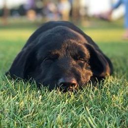 Labrador Retrievers from Kychel Labradors