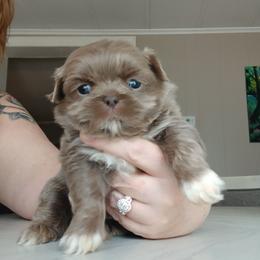 Chester - Lilac male Shih Tzu puppy in Brodnax, Virginia from K.B's Shih Tzu Babies