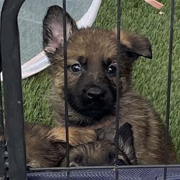 Pink collar female - Sable female German Shepherd puppy in Pahrump, Nevada from Wachhund Kennels