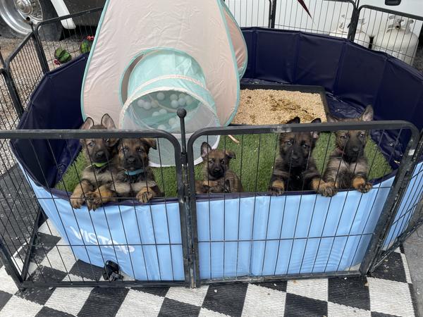 Pink Collar, sable German Shepherd puppy