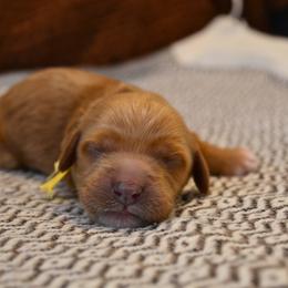 Goldendoodle Puppies from Cozy Cove Goldendoodles