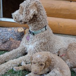 Poodle Puppies from All Poodle No Doodle