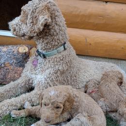 Poodle Puppies from All Poodle No Doodle