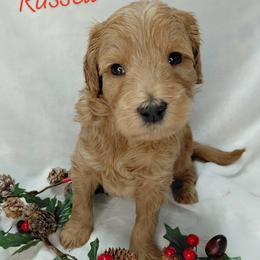 Russell - Red  male Goldendoodle puppy in Eau Claire, Wisconsin from Fisher River Doodle's
