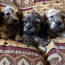 Girl 1 - Brindle female Dachshund puppy in Wichita, Kansas from Rustic Dachshunds