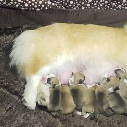 Pembroke Welsh Corgi Puppies from Breyerwood Corgis