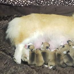 Pembroke Welsh Corgi Puppies from Breyerwood Corgis