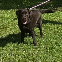 Luna - Labrador Retriever