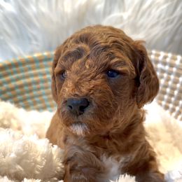 Zoey - Apricot female Cavapoo puppy in Mona, Utah from Hearts Full of Puppies