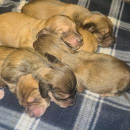 Buzz - Cream male Dachshund puppy in Wylie, Texas from Karas Royal Dachshunds