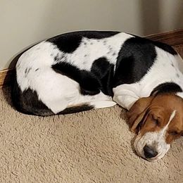 Basset Hound All Grown Up from Lakeside Basset Hounds, Missouri