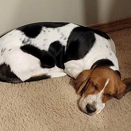 Basset Hound All Grown Up from Lakeside Basset Hounds, Missouri